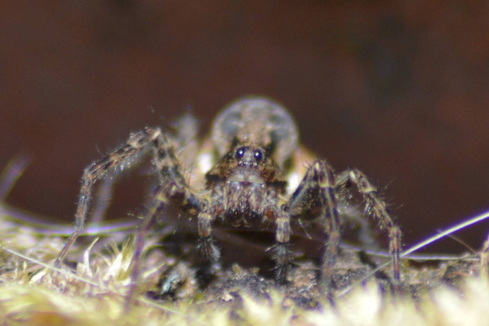 Wolf spider