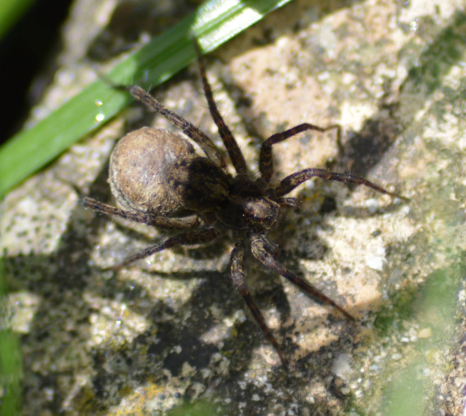 Wolf spider