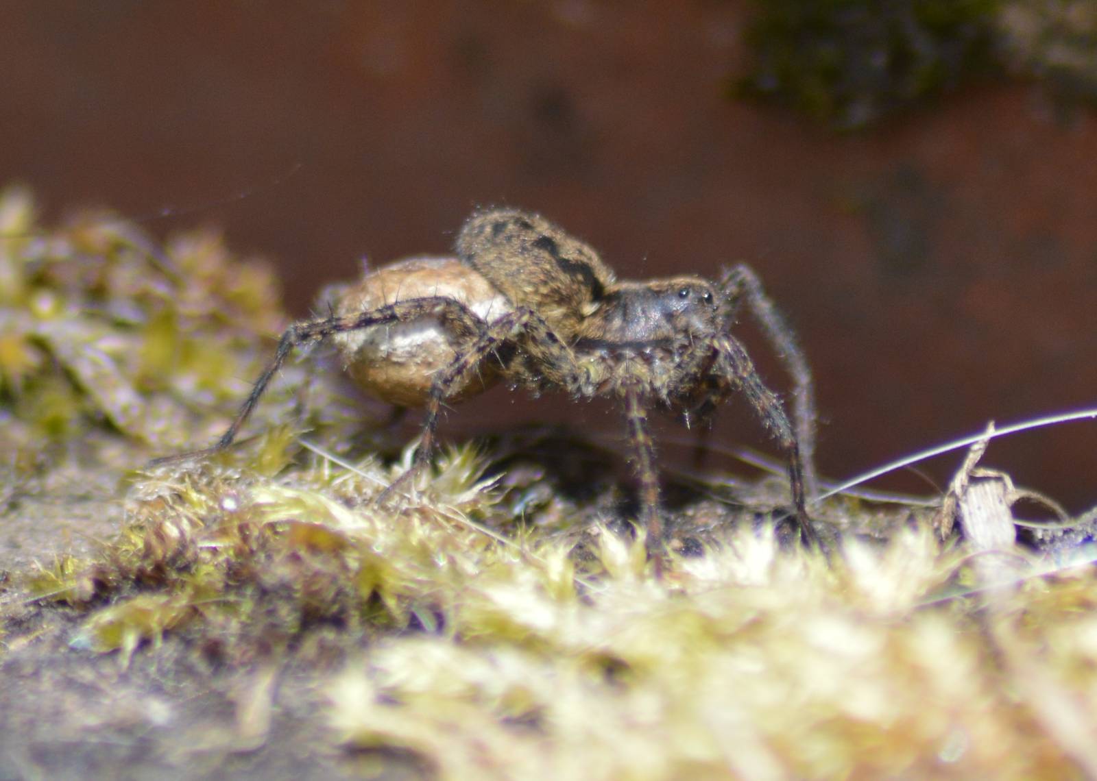 Wolf spider