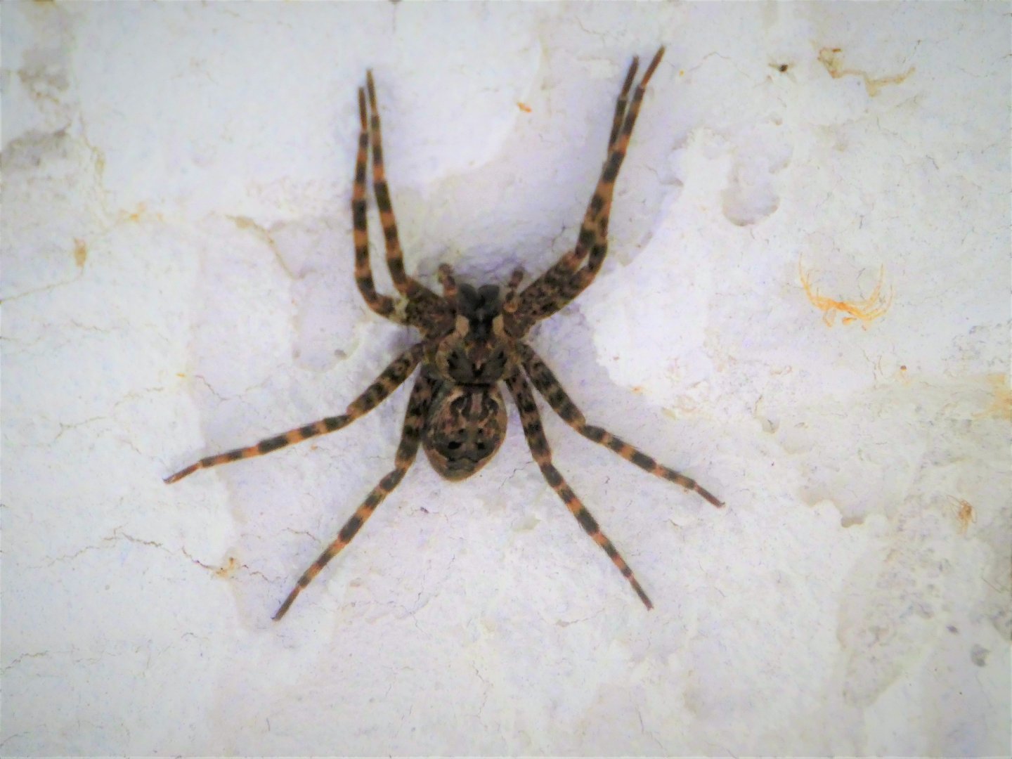 Wolf Spider