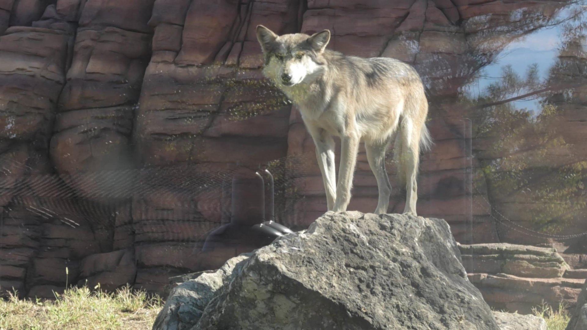Wolf stands on rock