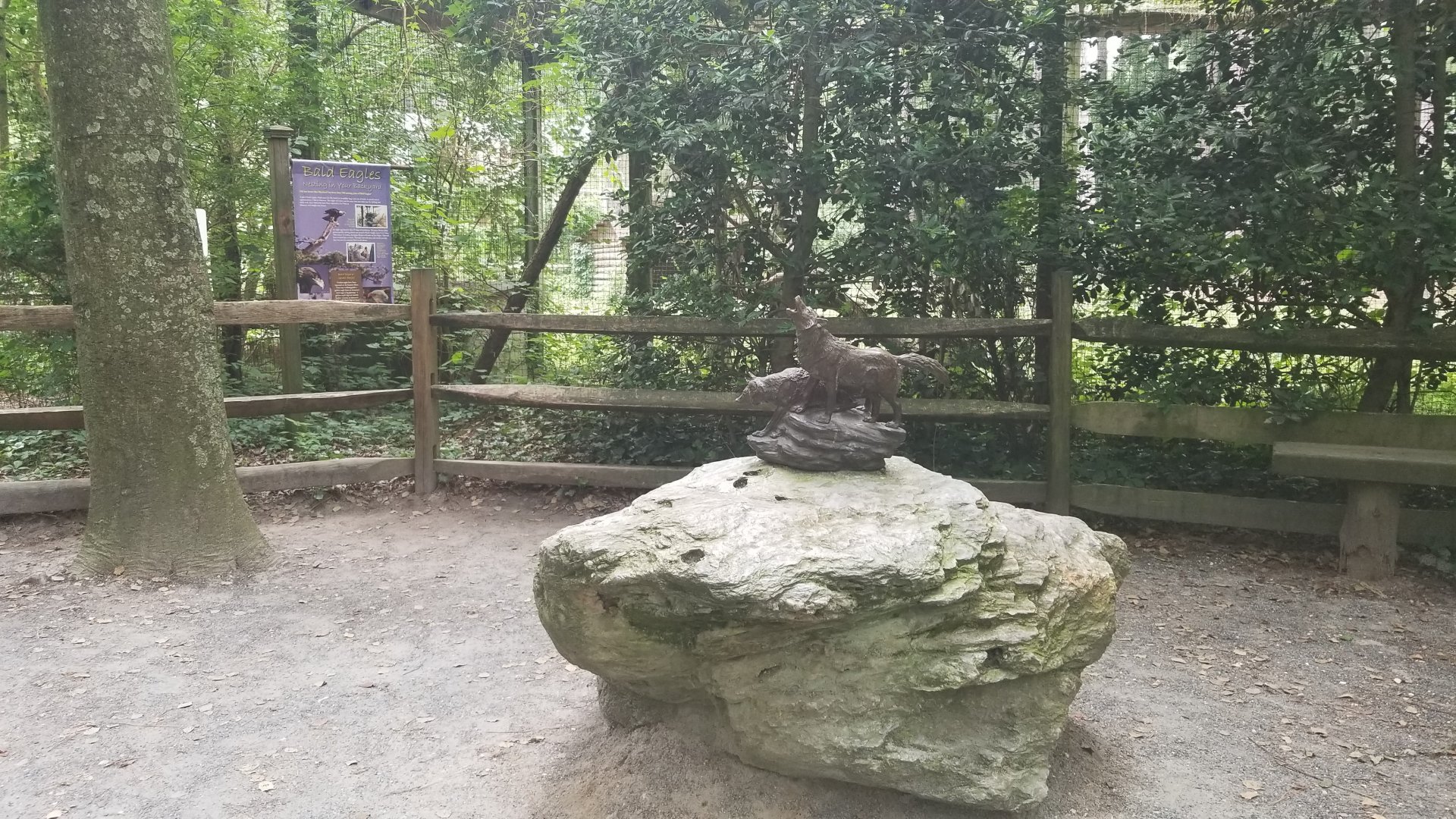 Wolf statue in front of bald eagles
