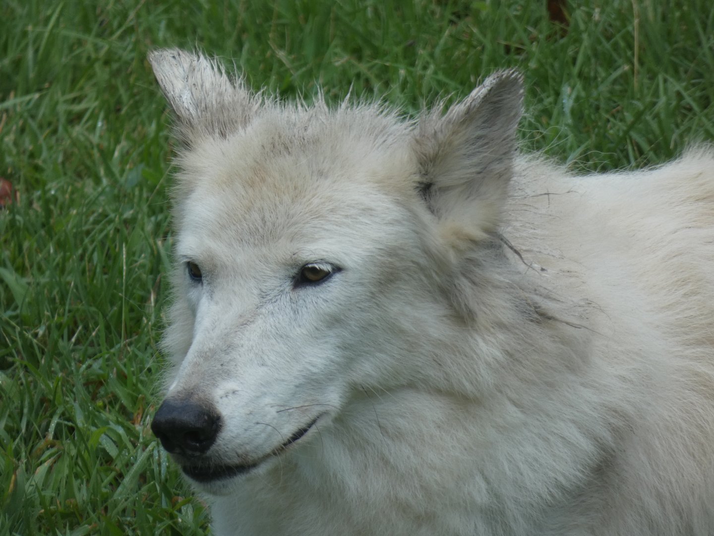Wolf, Teton Trek, Aug. 2020