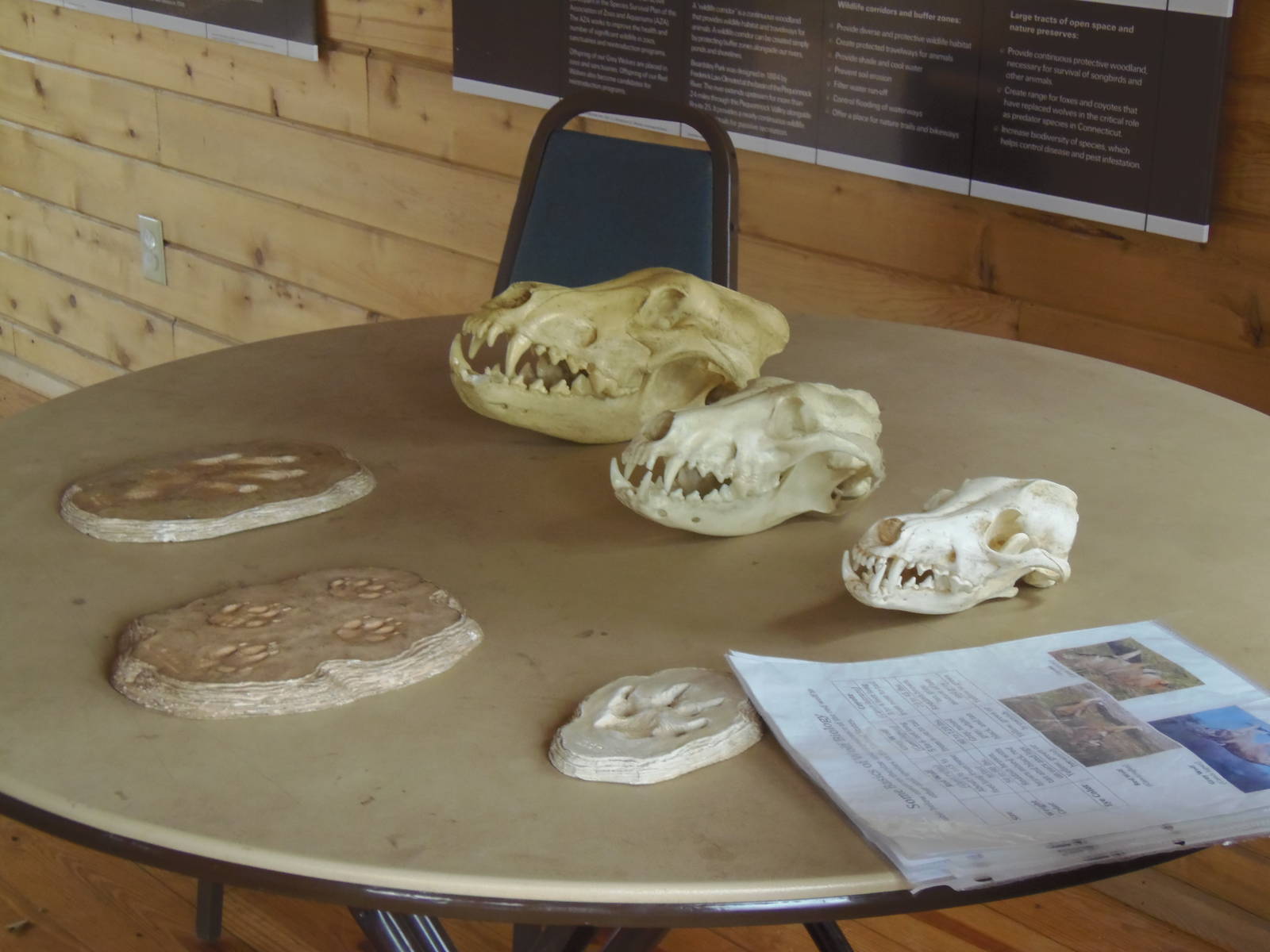 WOLF: The Three Large Canids of North America Presentation