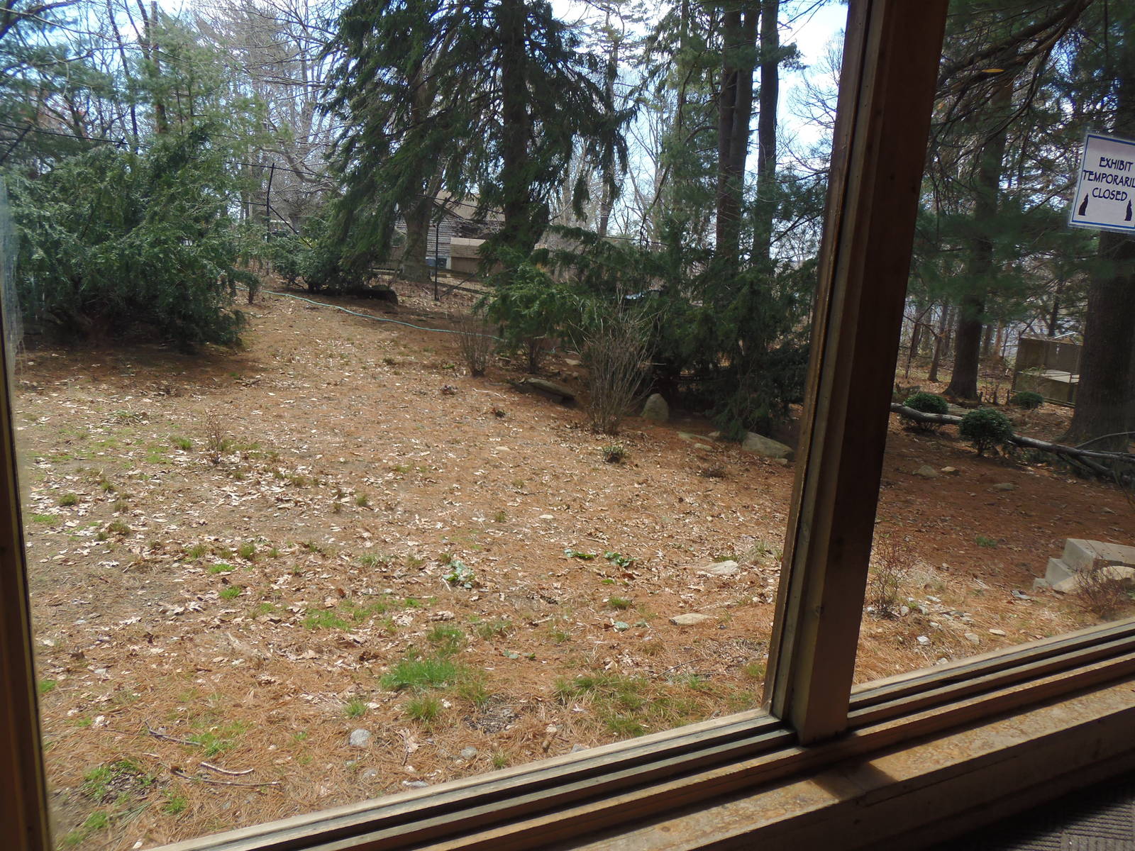 WOLF- Upcoming Mexican Gray Wolf Exhibit