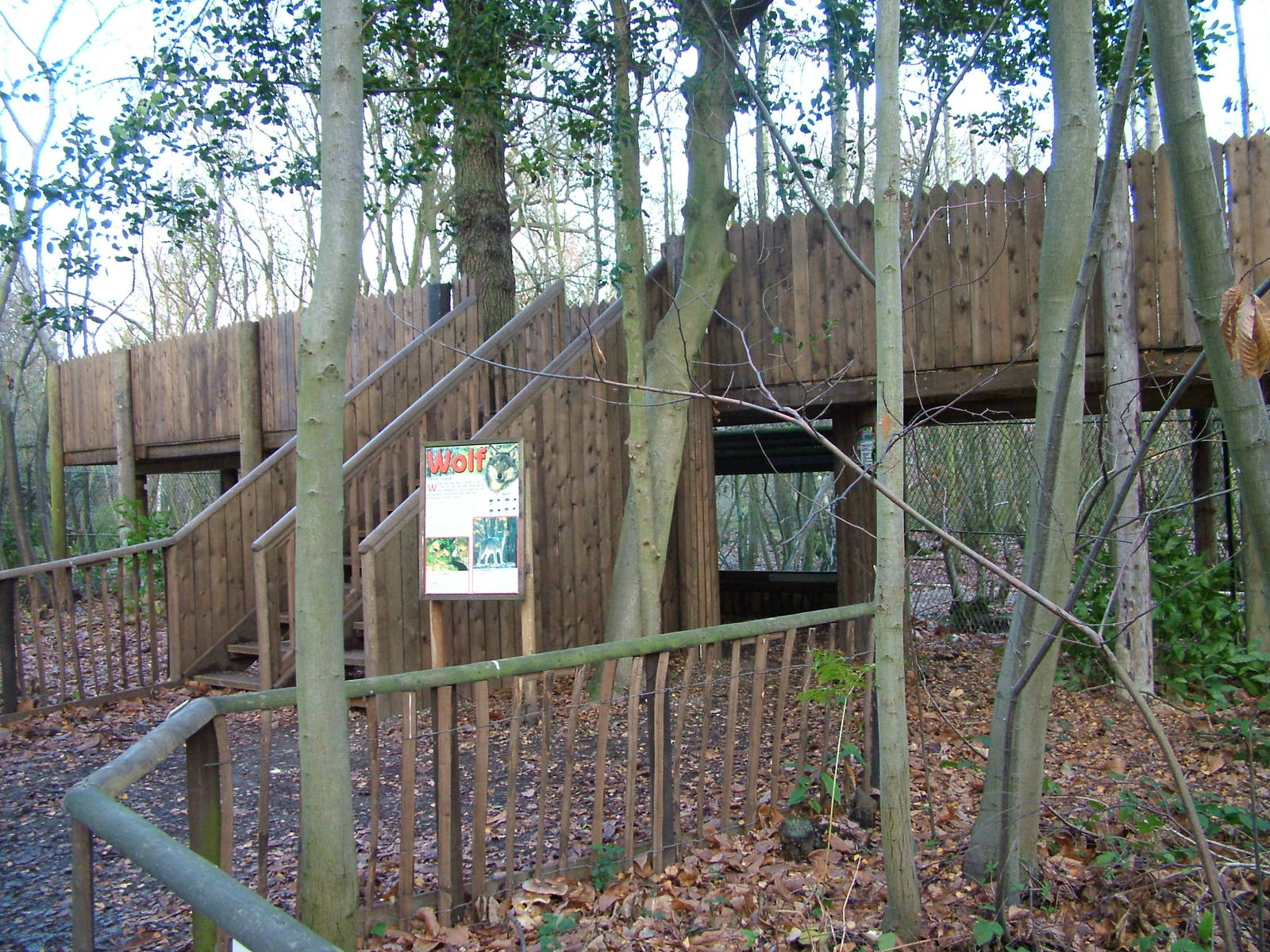 Wolf viewing area at Wildwood 28/11/09