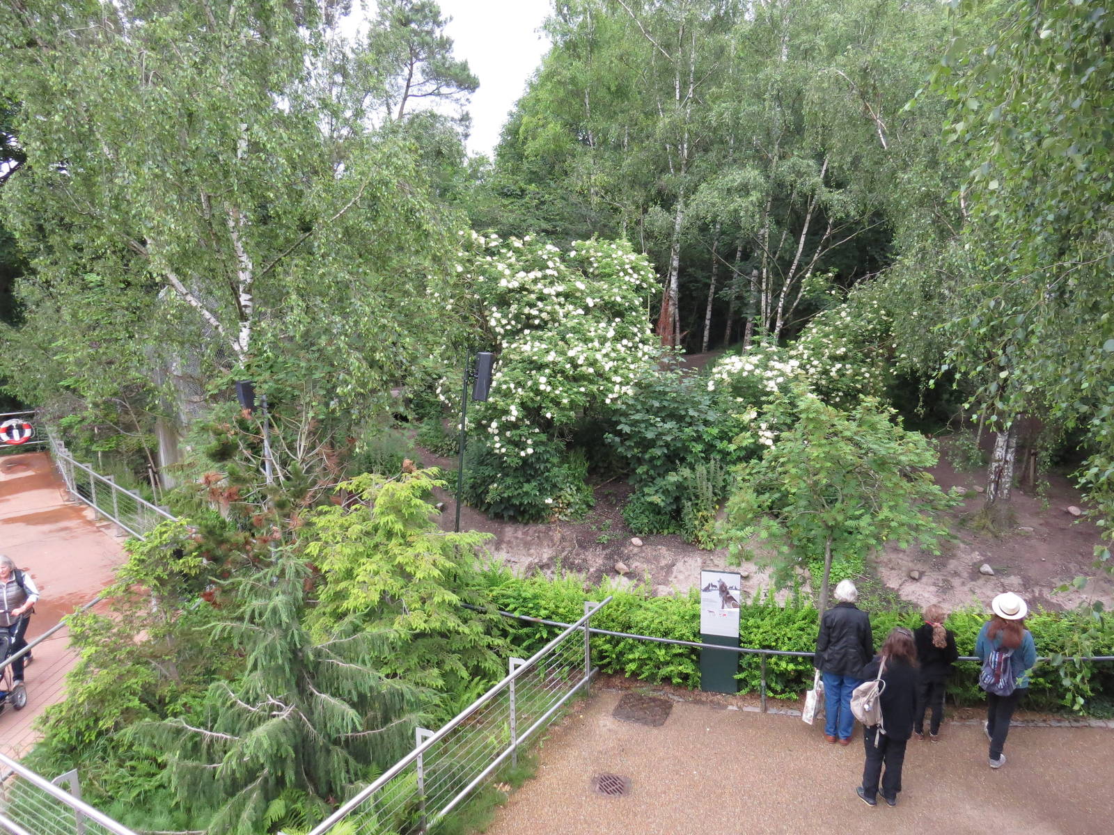 Wolf viewing area, June 2015.