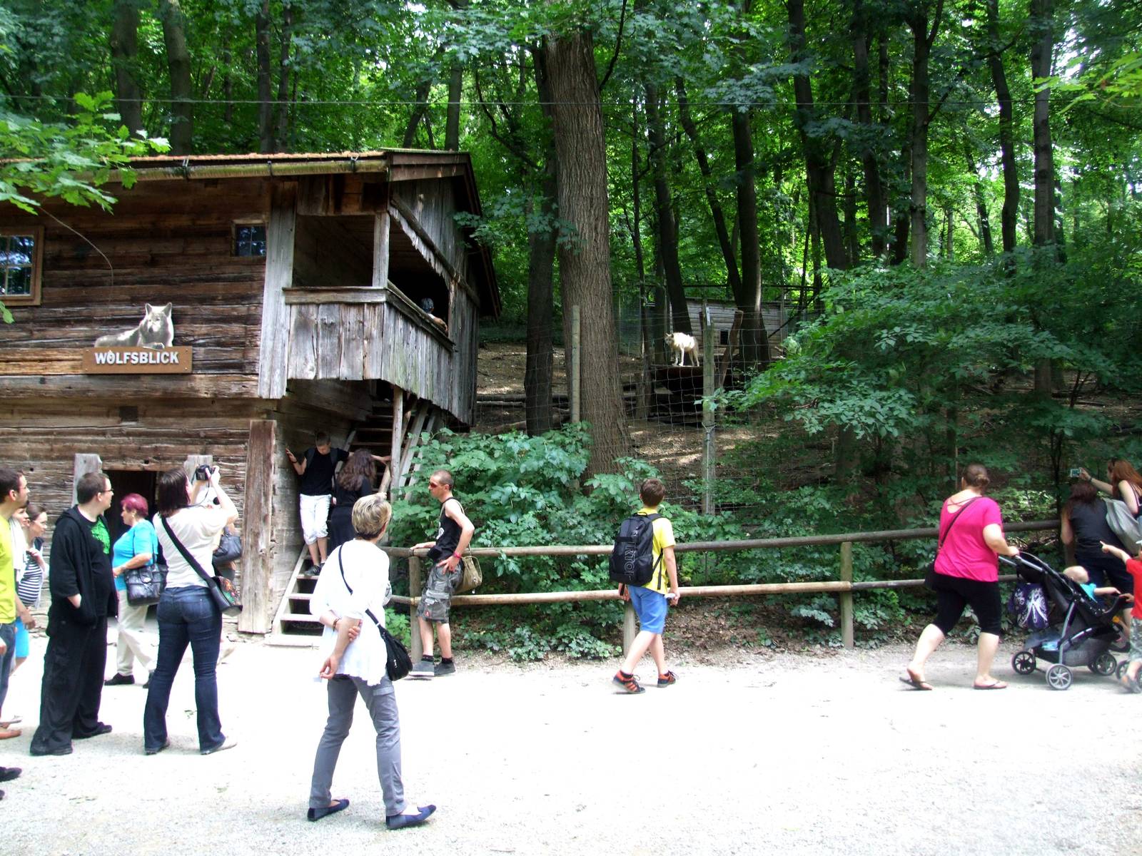 Wolf Viewing at Vienna, 14/06/13