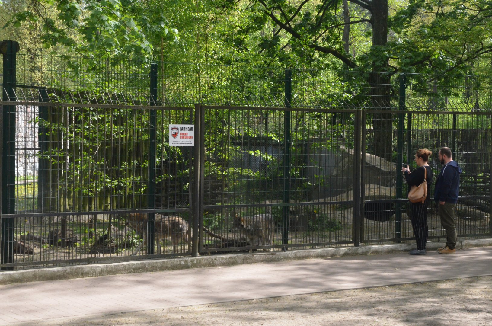 Wolf Viewing from Park at Akcent Zoo Białystok, 08/05/19