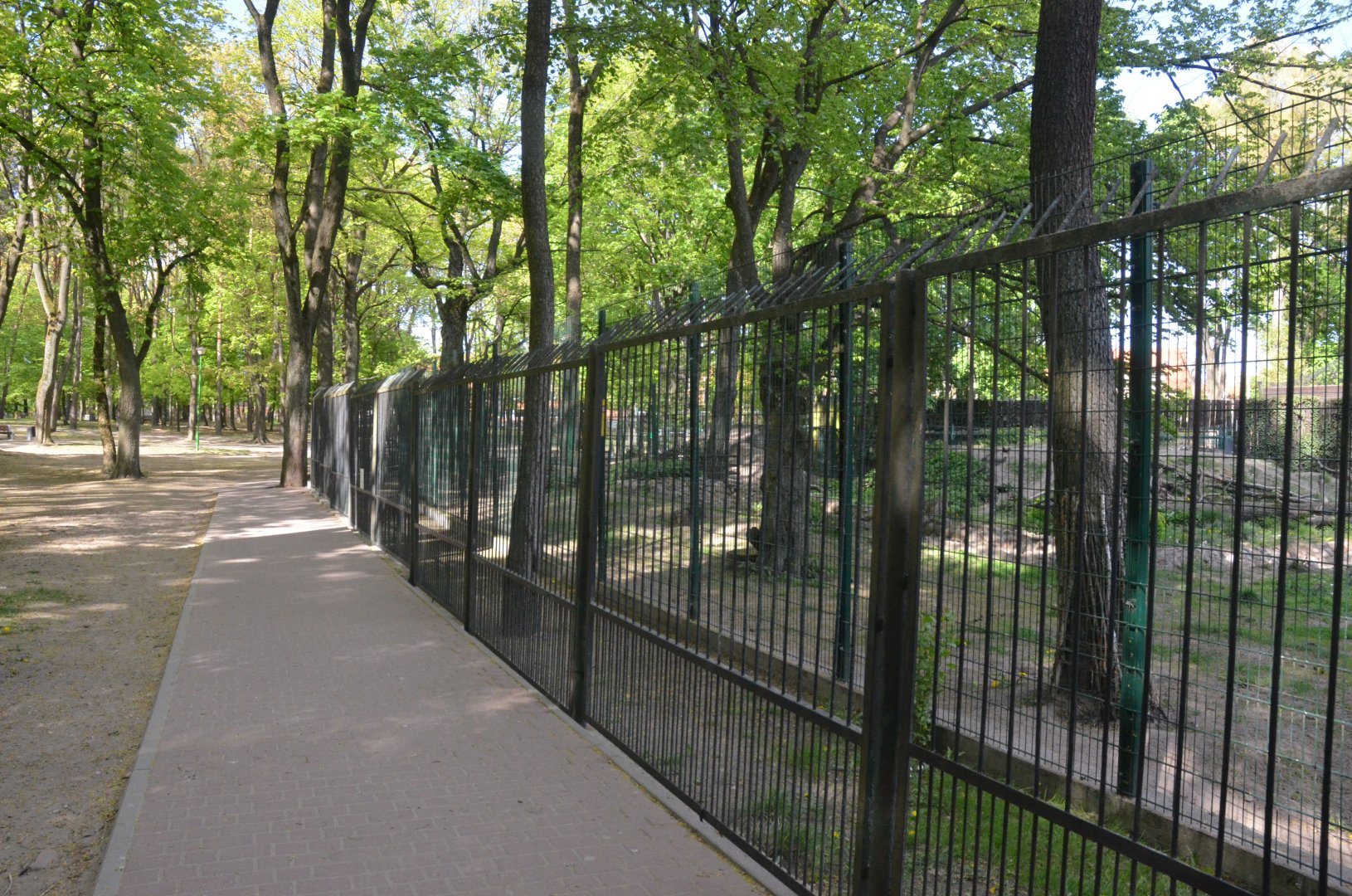 Wolf Viewing from Perimeter Fence at Akcent Zoo Białystok, 08/05/19