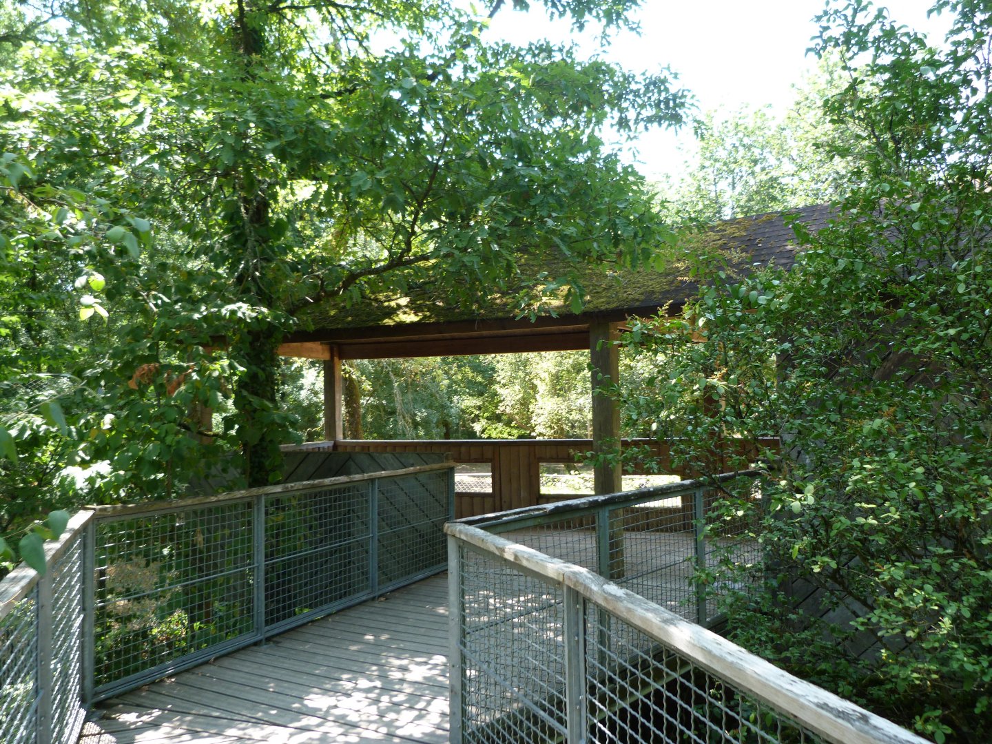 Wolf viewing platform -Zoodyssée (2025)