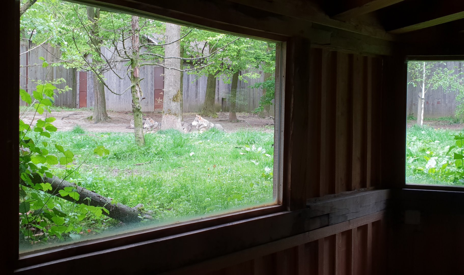 Wolf-viewing windows