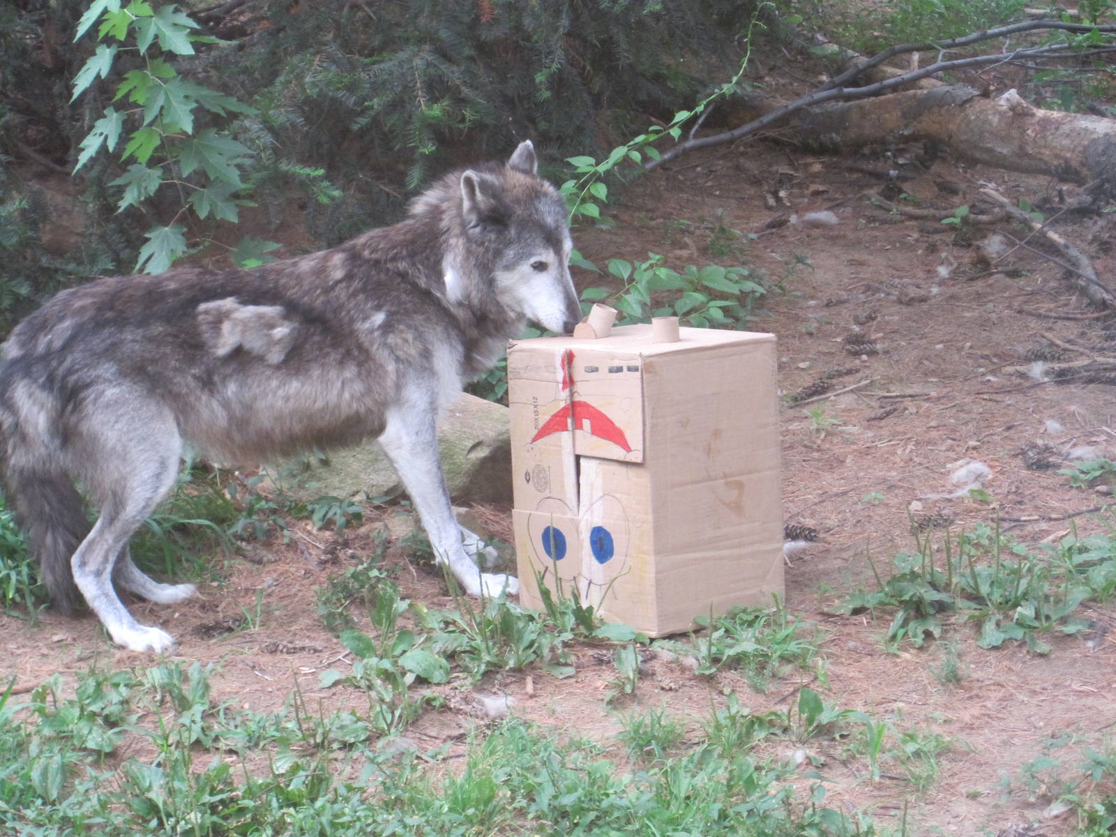 Wolf vs SpongeBob: Part 1