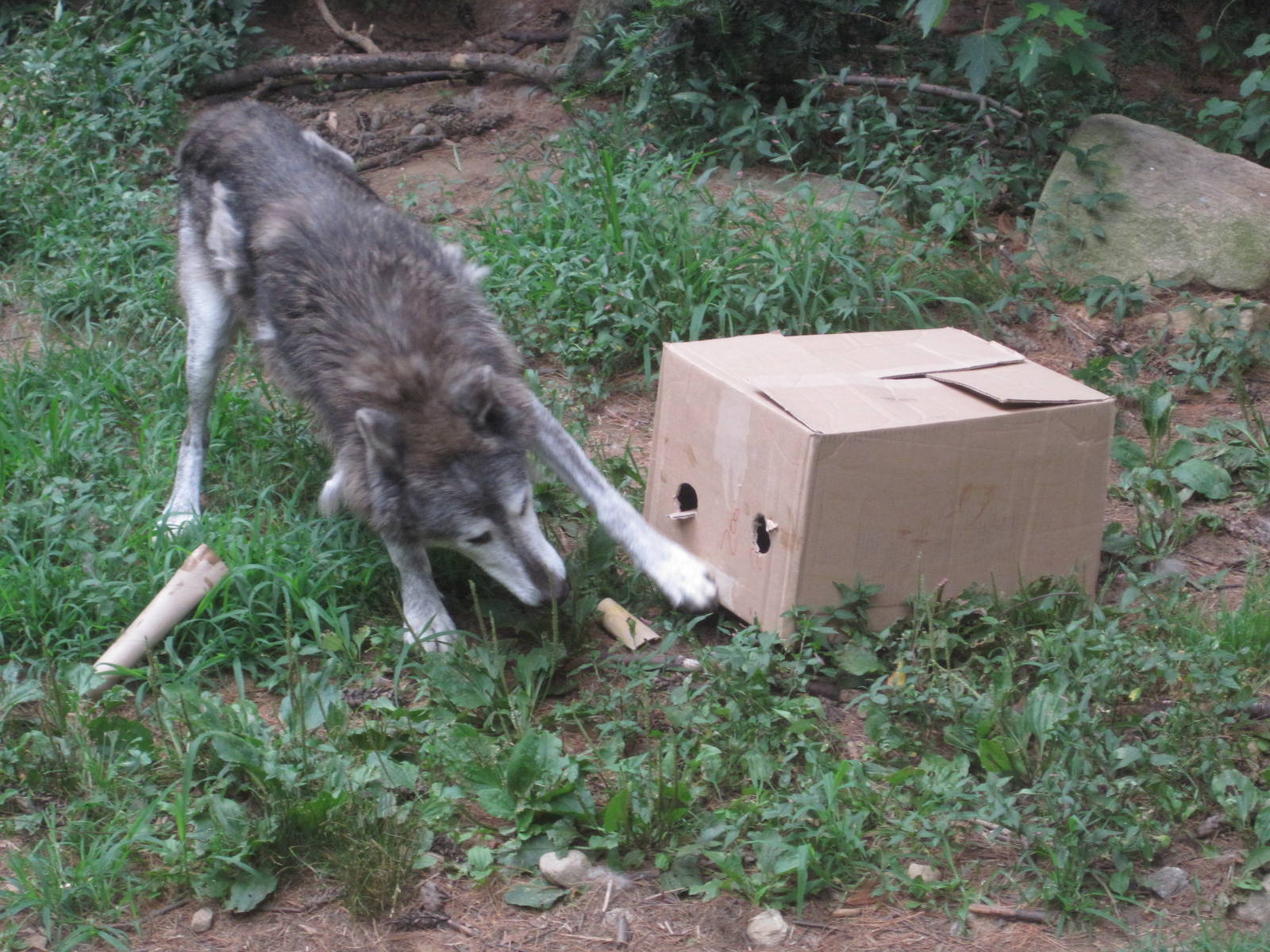 Wolf vs SpongeBob: Part 2