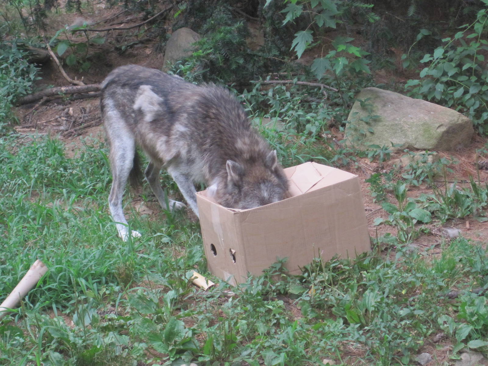 Wolf vs SpongeBob: Part 3