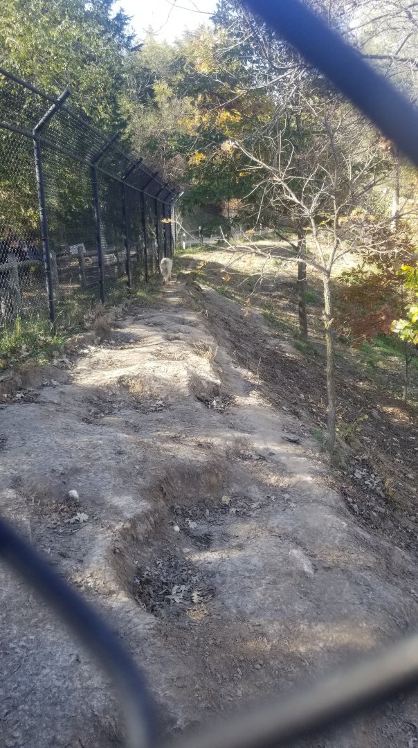 Wolf walking away at top of exhibit
