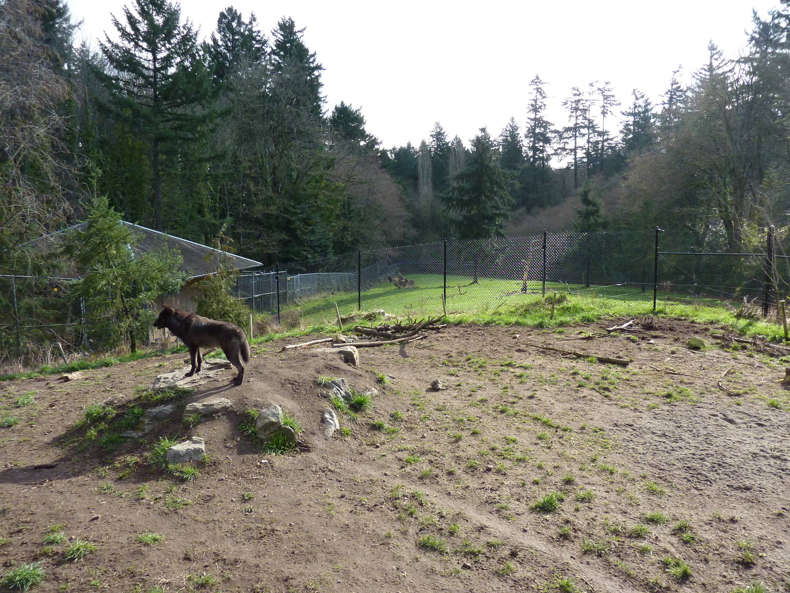 Wolf/Wapiti Enclosures