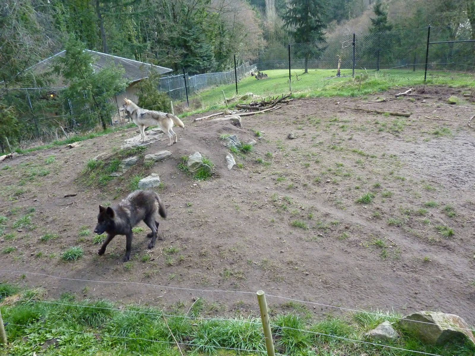 Wolf/Wapiti Enclosures