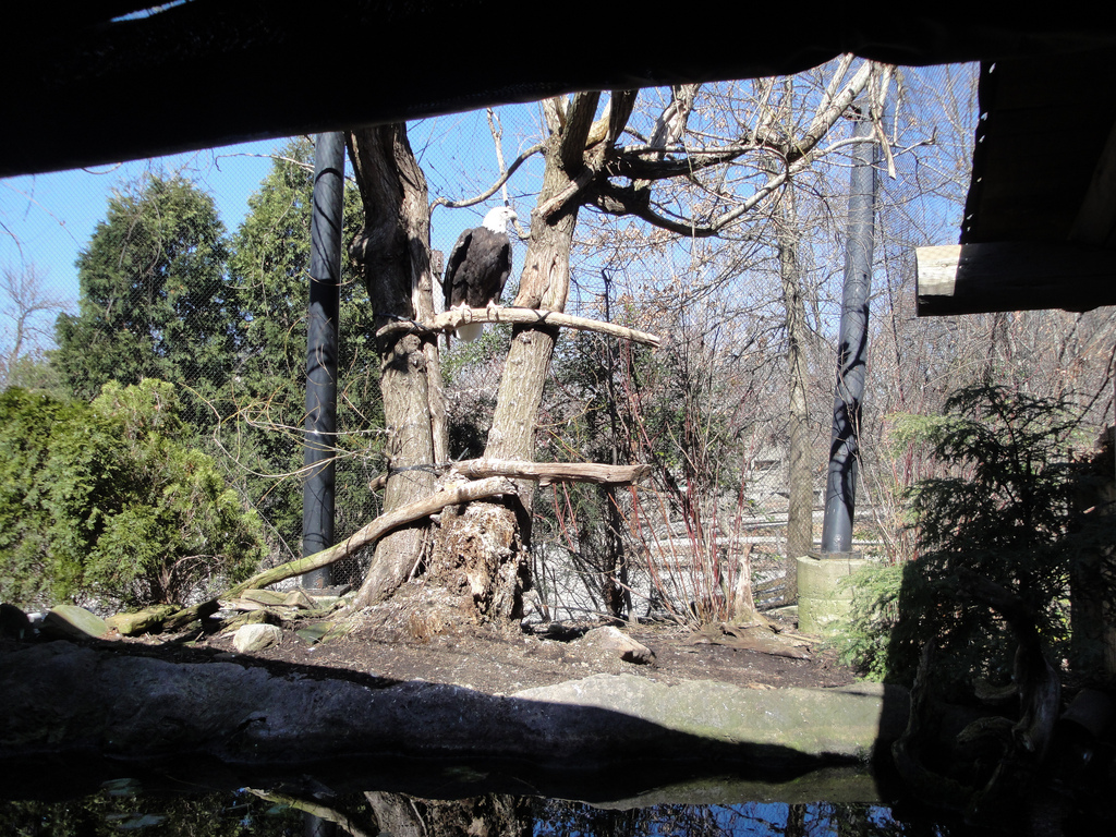 Wolf Wilderness - Bald Eagle Exhibit