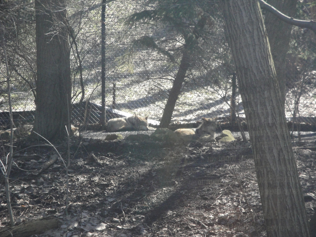 Wolf Wilderness - Mexican Grey Wolves