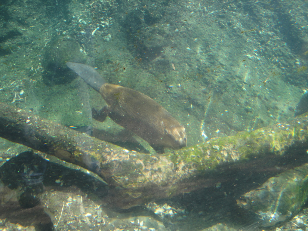 Wolf Wilderness - North American Beaver