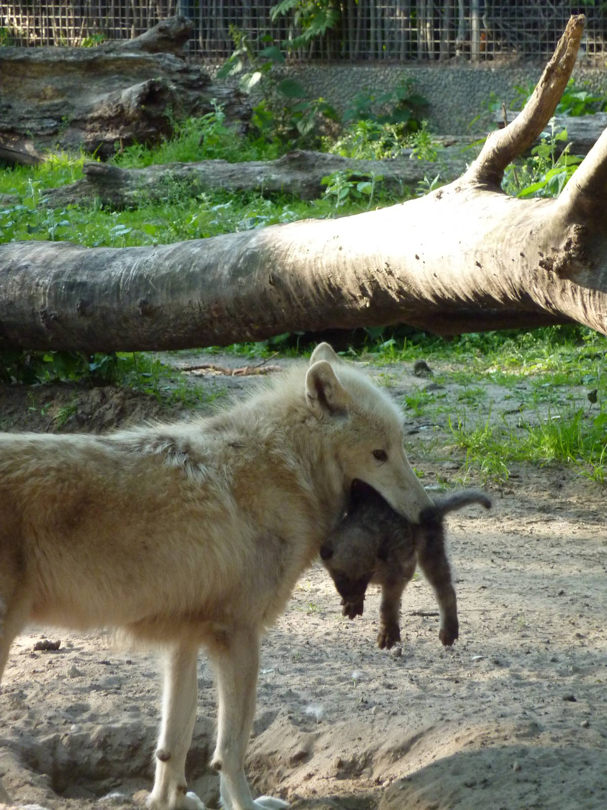 Wolf with cub - May 2011