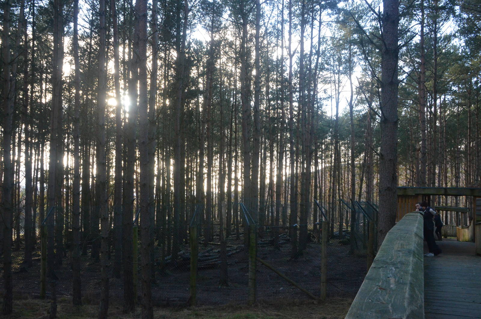 Wolf Wood at Highland WP, 10/02/16