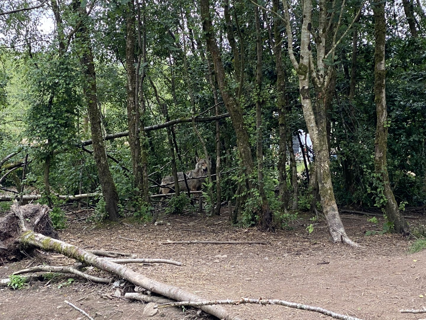 Wolf wood at Wild Ireland