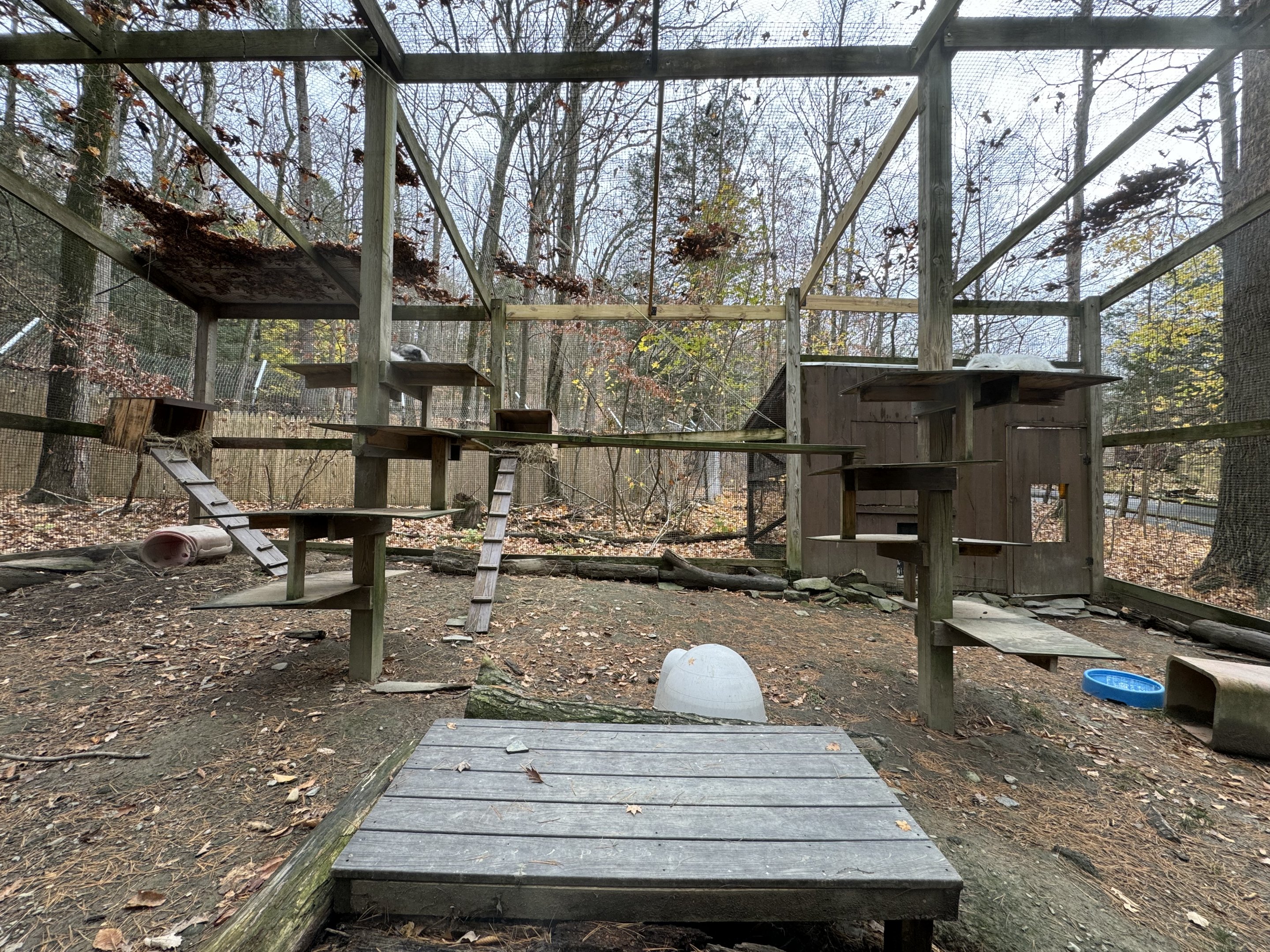 Wolf Woods - Arctic fox exhibit
