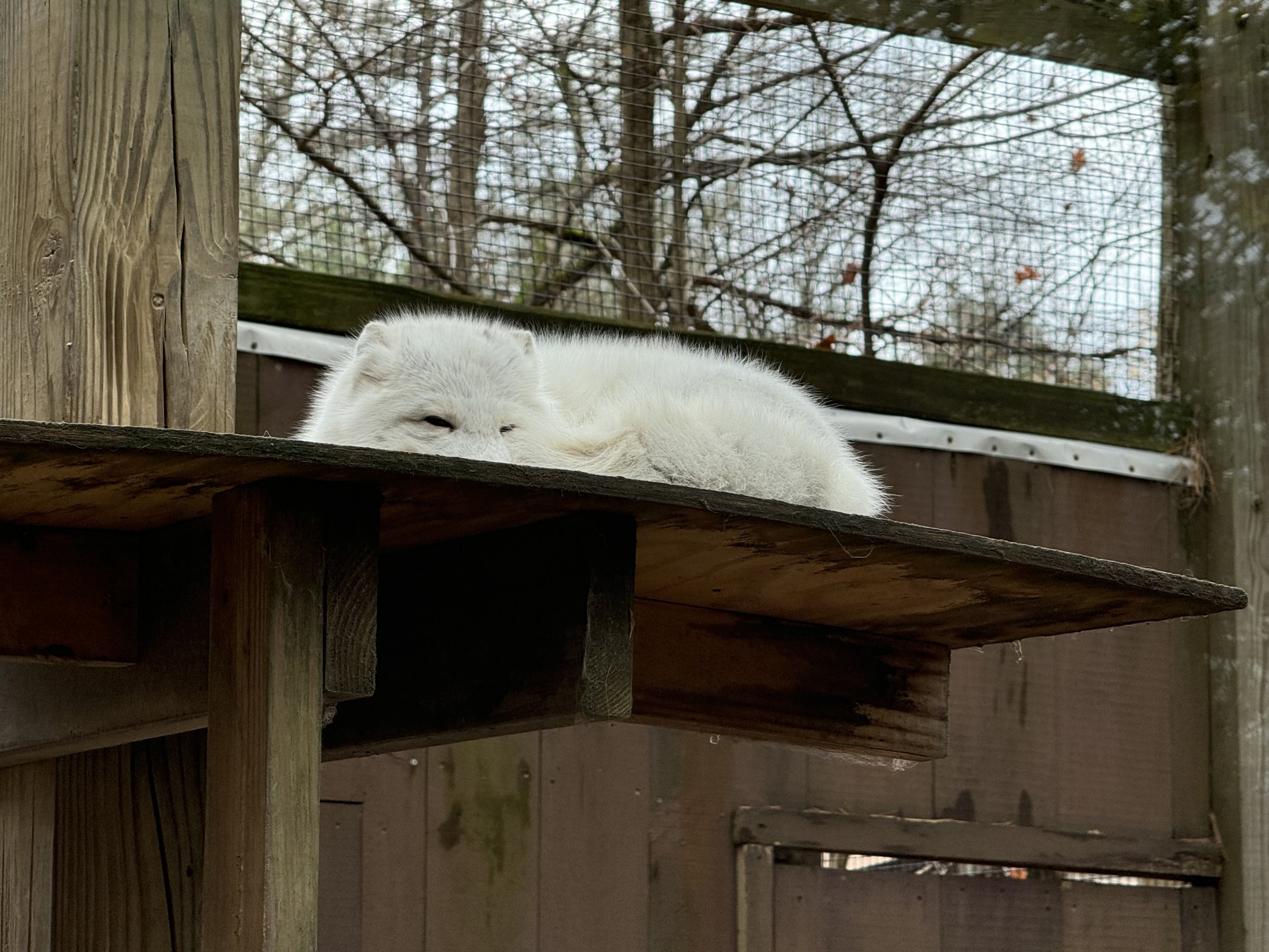 Wolf Woods - Arctic fox