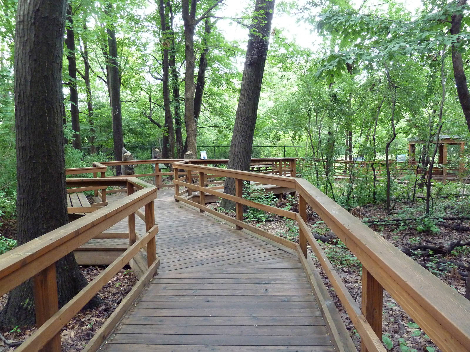 Wolf Woods - Boardwalk