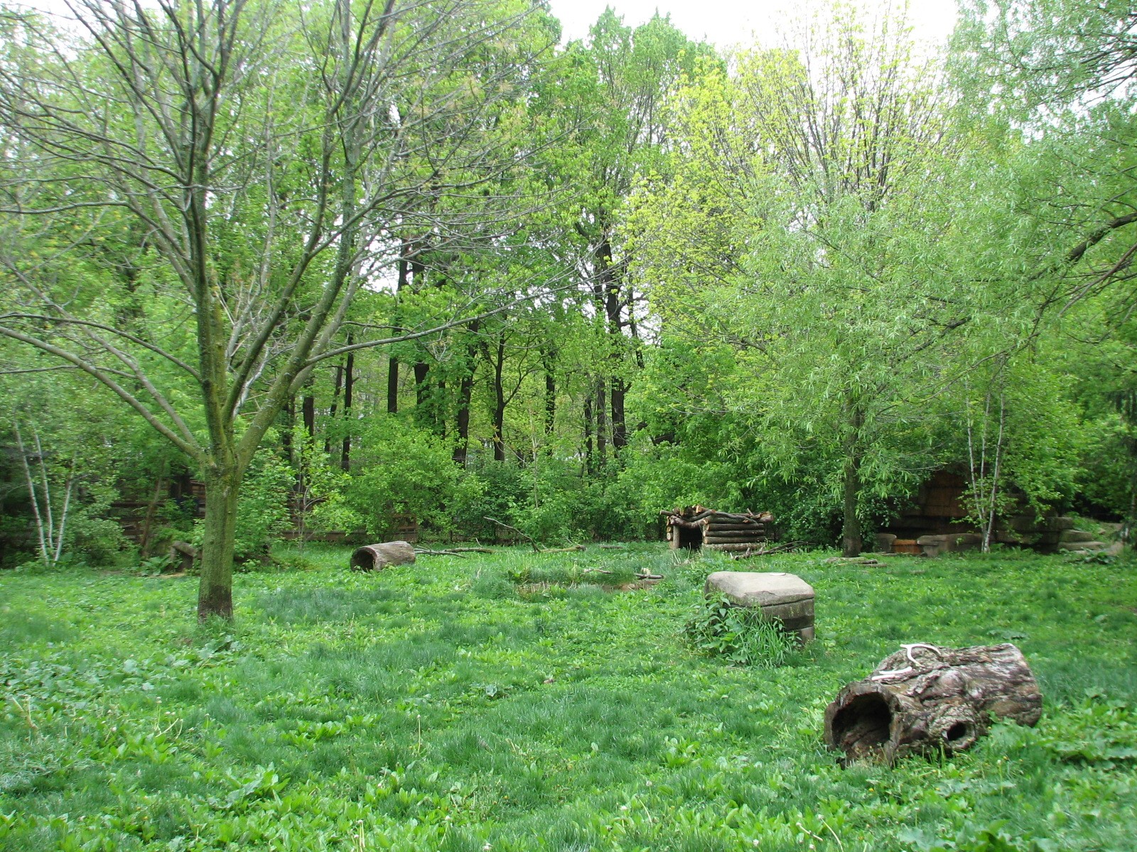 Wolf Woods - Gray Wolf Exhibit