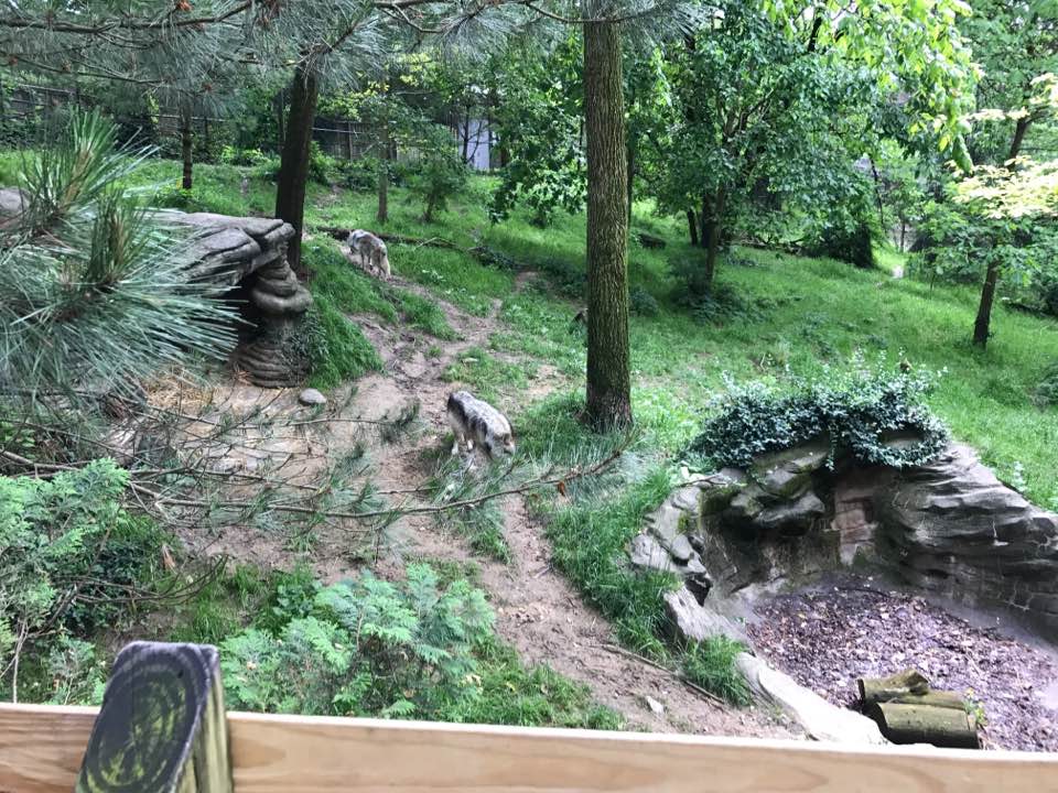 Wolf Woods- Gray Wolf