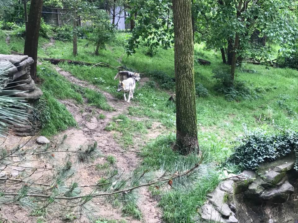 Wolf Woods- Gray Wolf