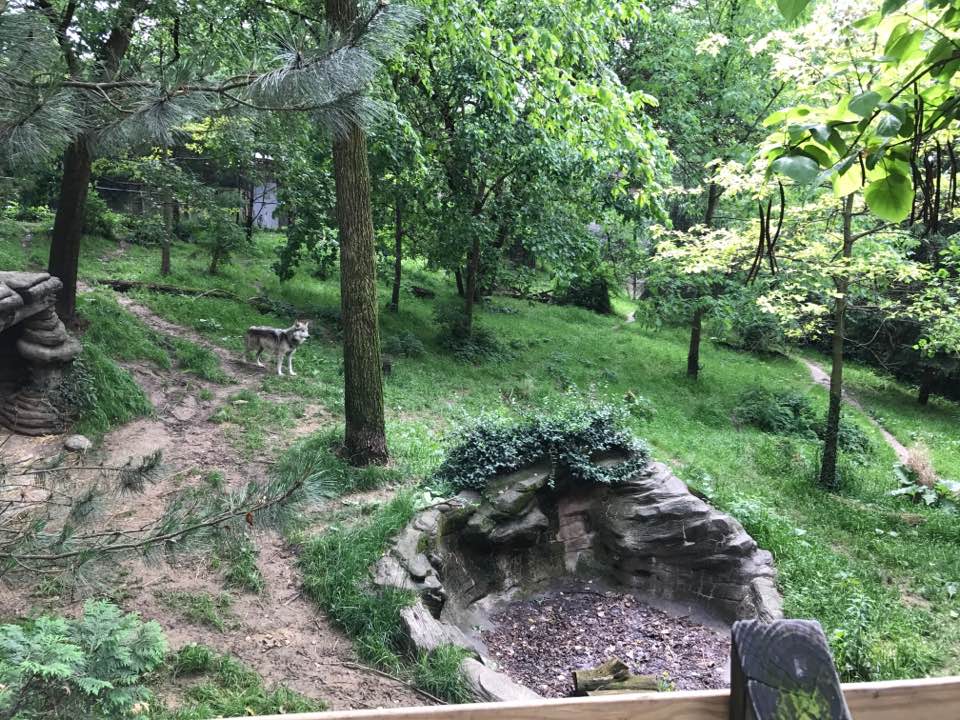 Wolf Woods- Gray Wolf