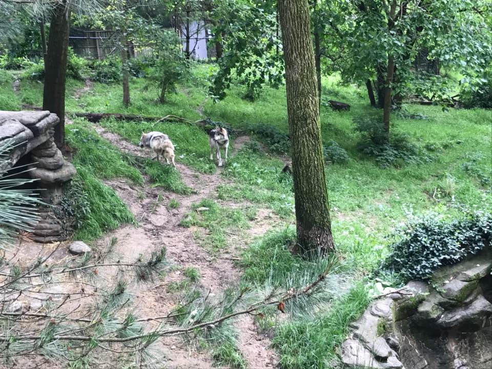 Wolf Woods- Gray Wolf