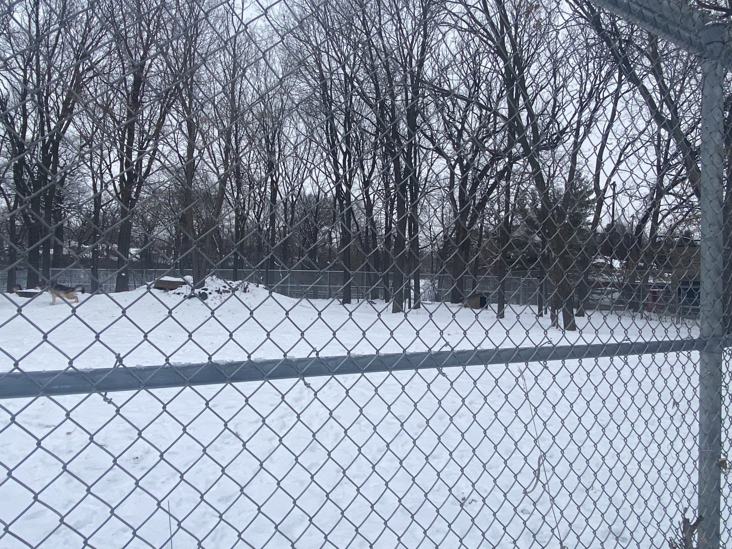 Wolf Woods - Grey Wolf Exhibit