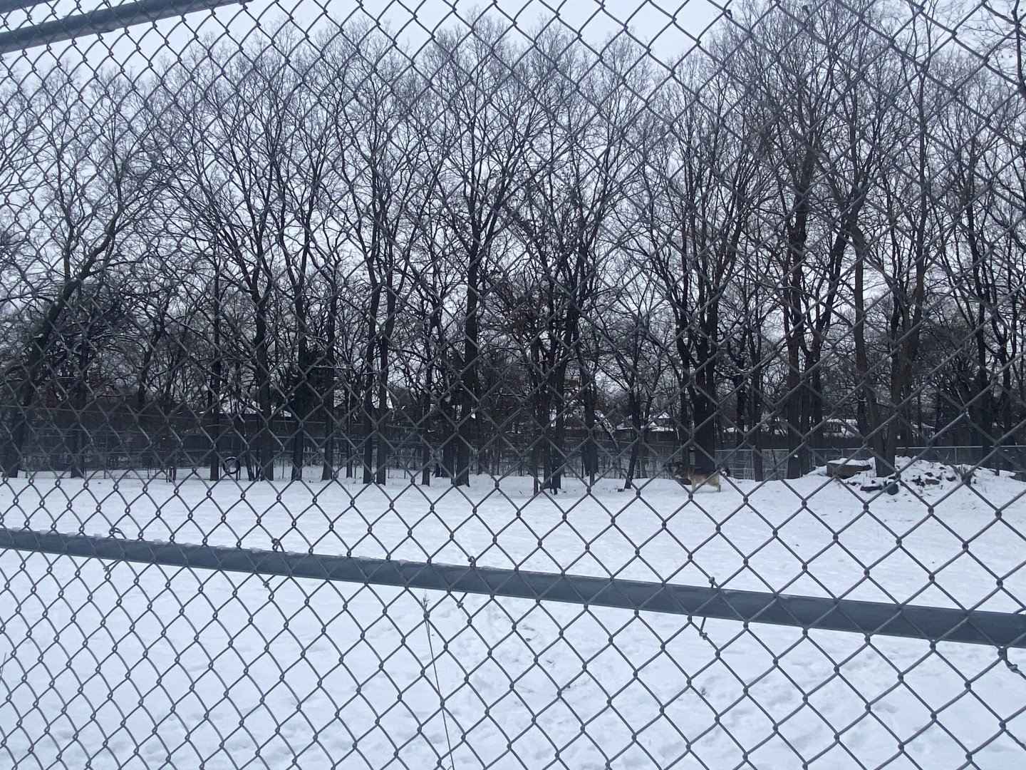 Wolf Woods - Grey Wolf Exhibit