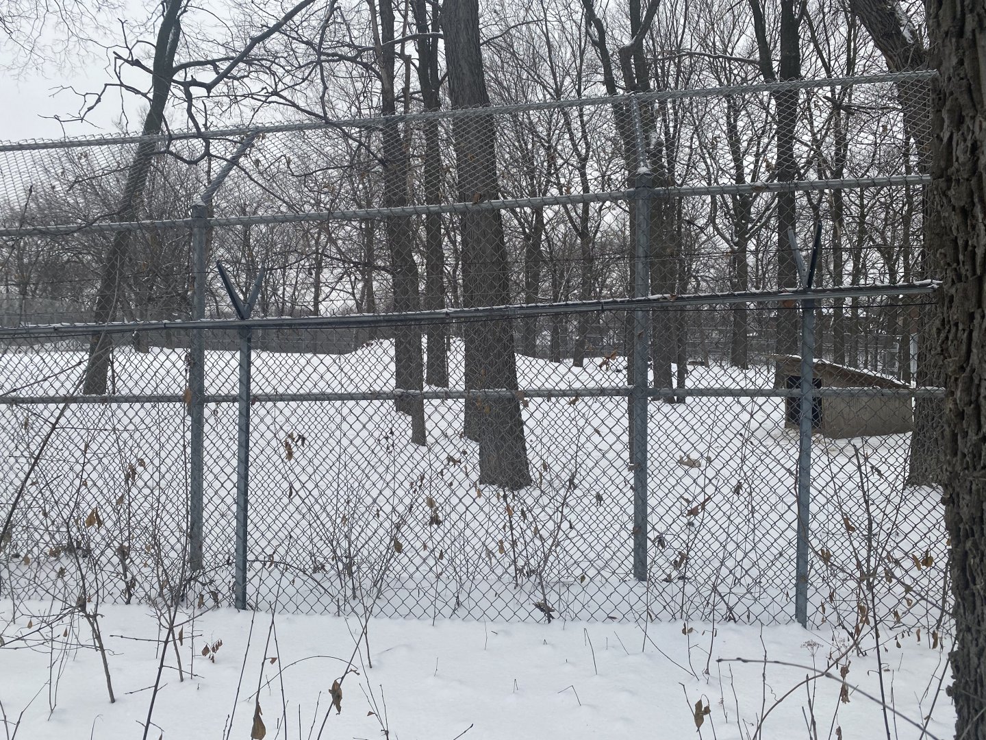 Wolf Woods - Grey Wolf Exhibit
