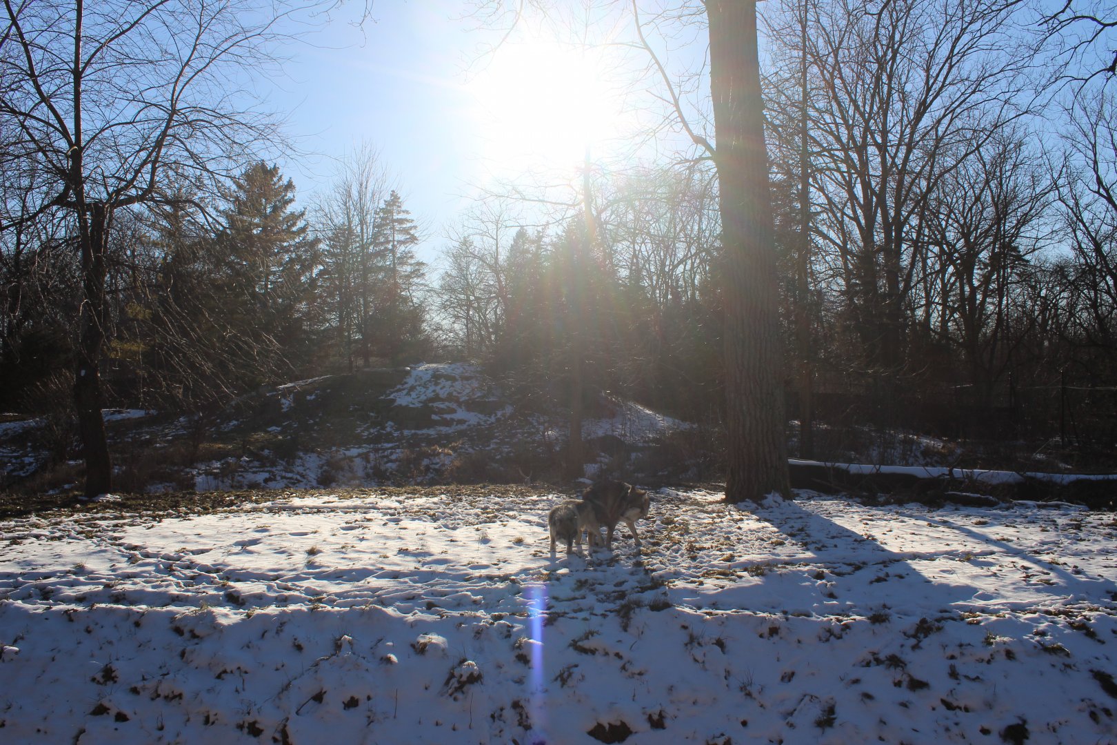 Wolf Woods in the Sun and Snow