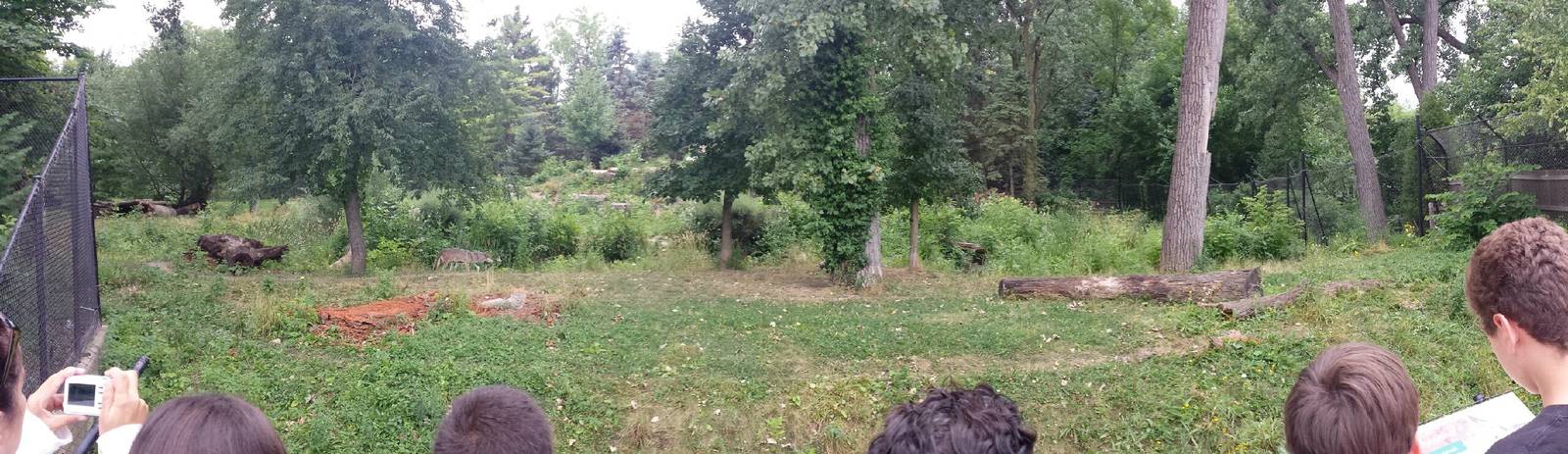 Wolf Woods - Mexican Grey Wolf Exhibit - Right Viewing