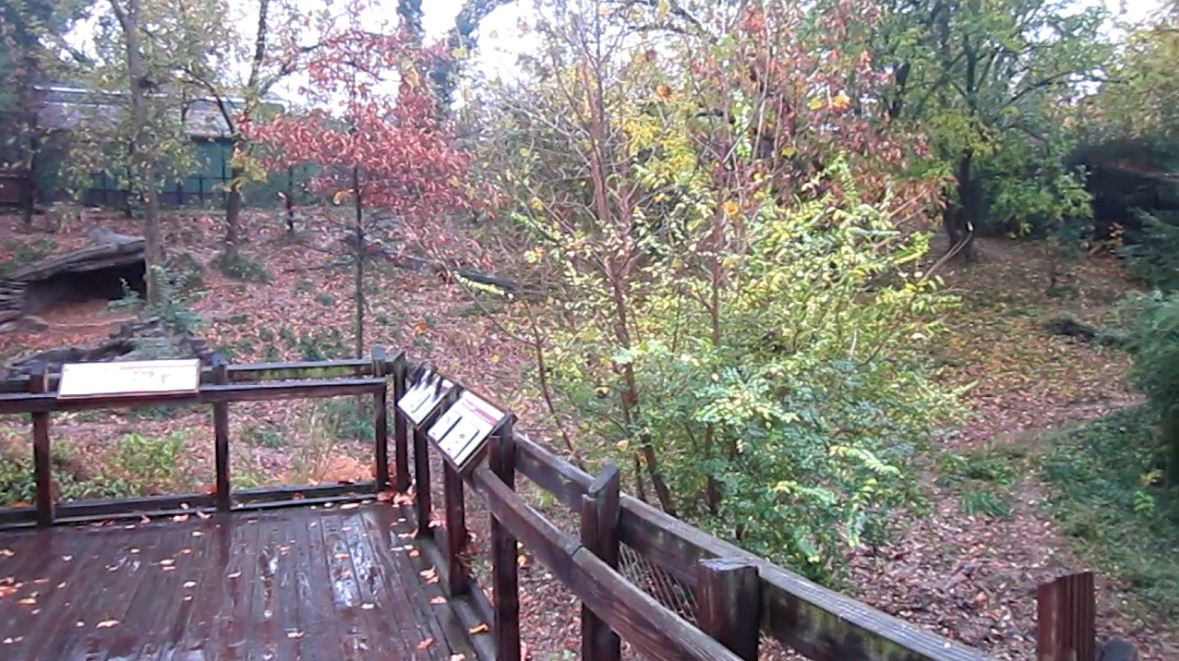 Wolf Woods-Mexican Wolf exhibit