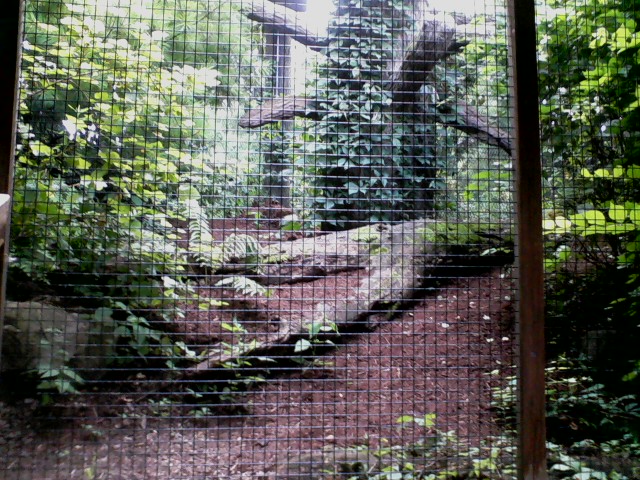 Wolf Woods- Mixed Species aviary
