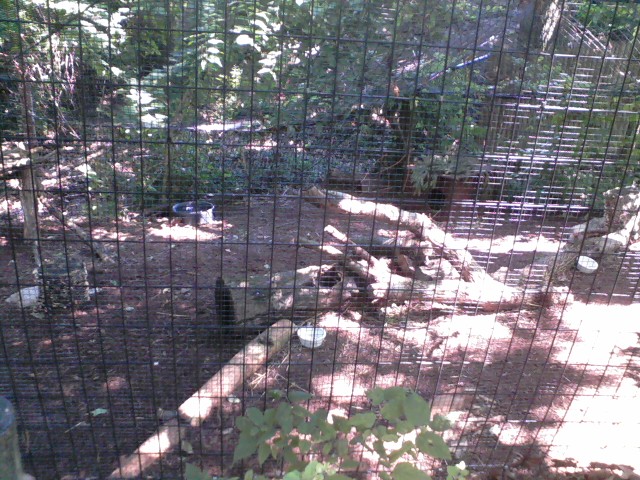 Wolf Woods-Part of Grey Fox exhibit
