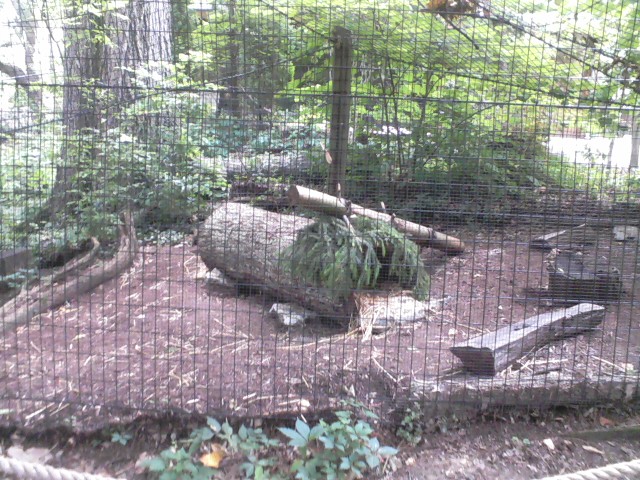 Wolf Woods- Part of Grey Fox exhibit