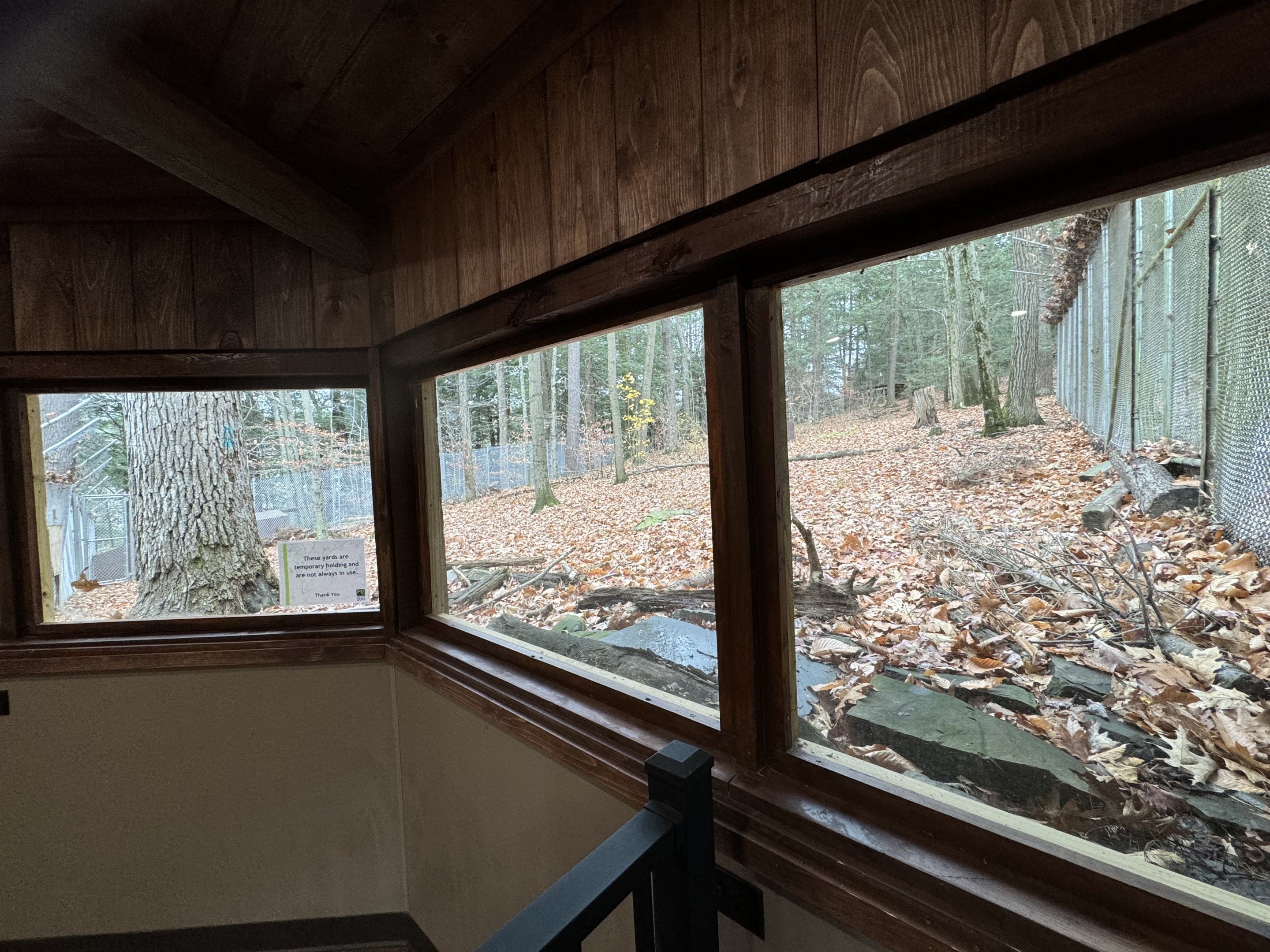 Wolf Woods - Red wolf exhibit #1