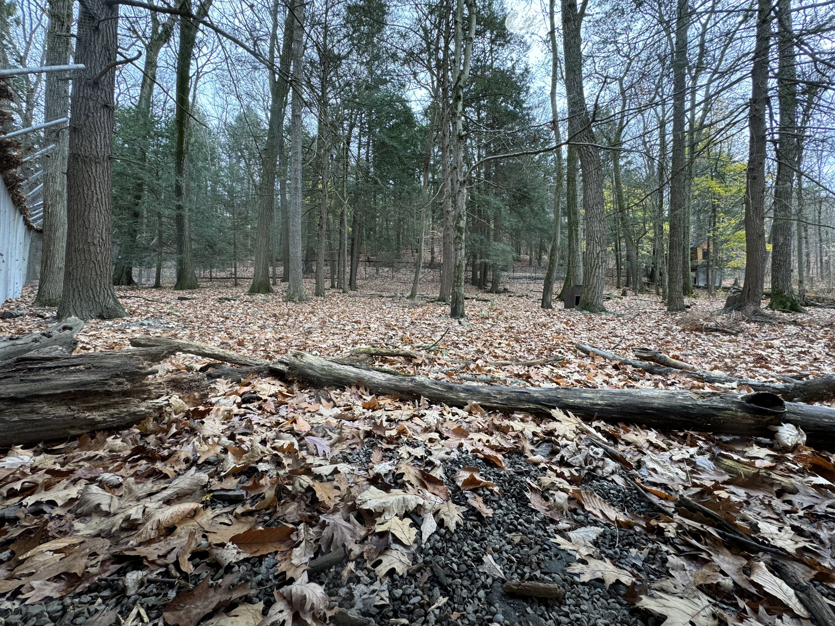 Wolf Woods - Red wolf exhibit #2