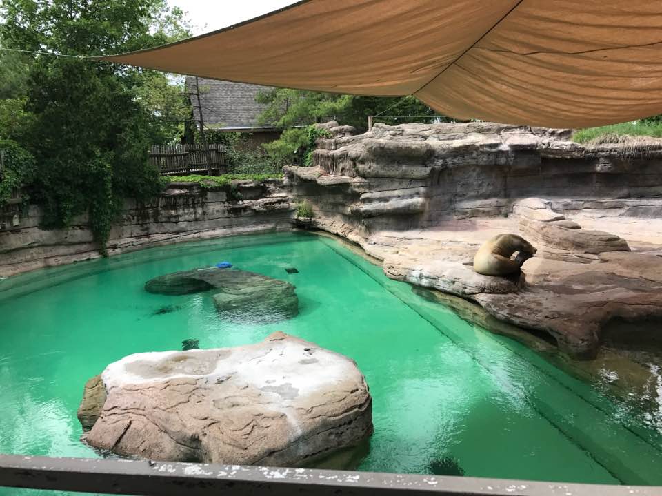 Wolf Woods- Sea Lion