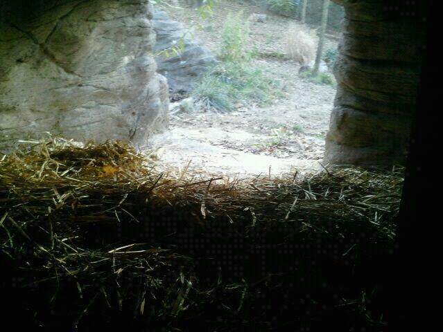 Wolf Woods-Wolf Research Station-Mexican Wolf den