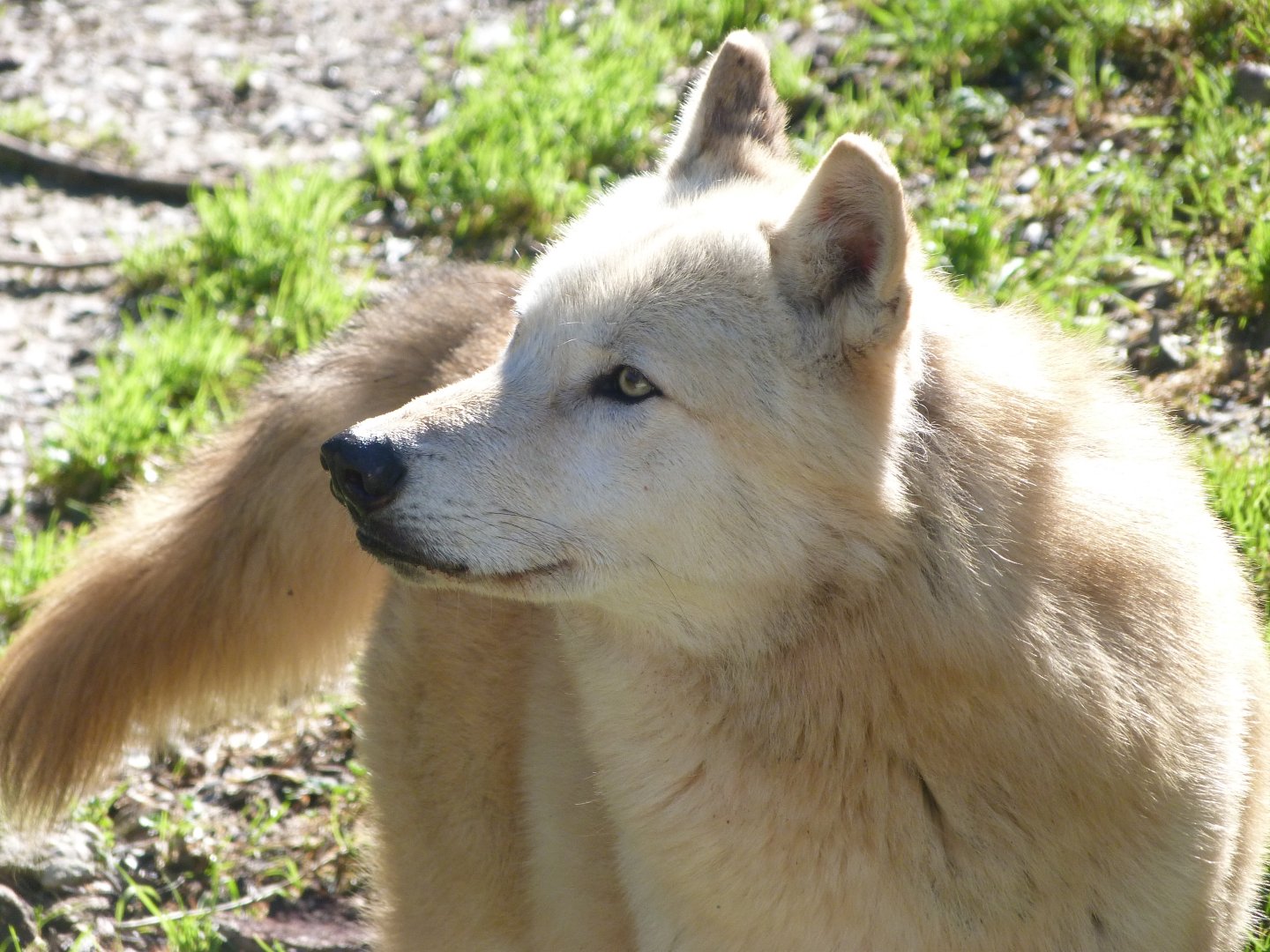 Wolf -Zoo Aquarium de Madrid (2025)
